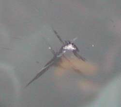 �A�N�V�f���g�ʐ^