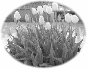 �`���[���b�v�̎ʐ^