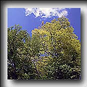 photo gallery
